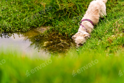 Preview: Small dog drinking water from natural stream