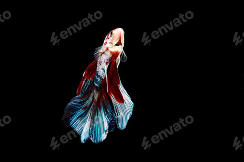 Preview: Siamese fighting fish isolated on black background.