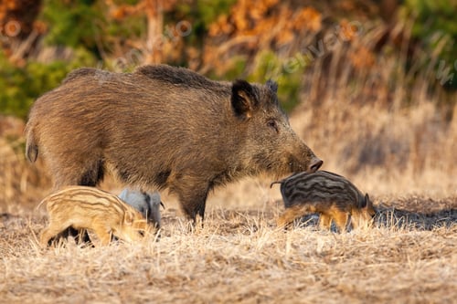 Preview: Wild boar mother with piglets standing on dry meadow