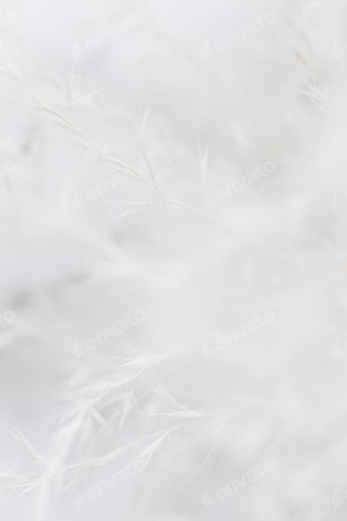 Preview: White grass flower in soft focus background
