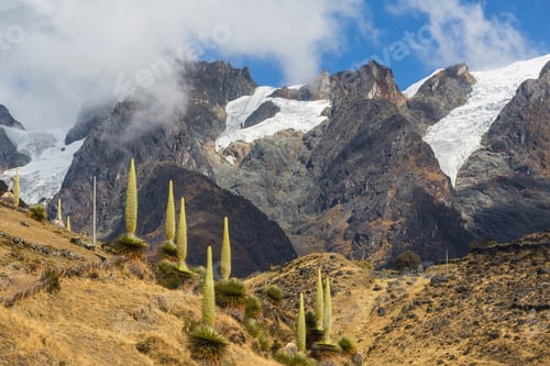 Preview: Puya