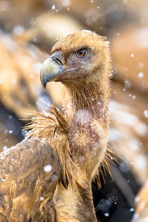Preview: Griffon vulture portrait