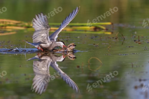 Preview: common tern