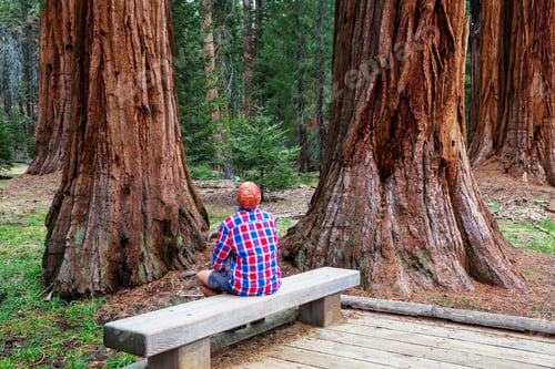 Preview: Sequoia