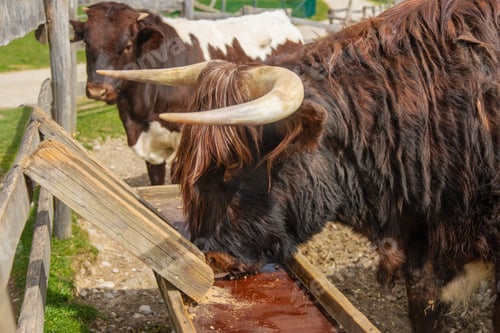 Preview: Flies in the eyes of a cow. Selective focus.