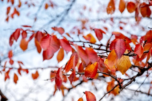 Preview: Closeup image of red and orange leaves in autumn
