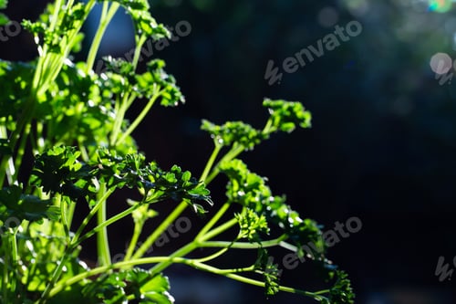 Preview: Curly parsley leaves closeup in the garden