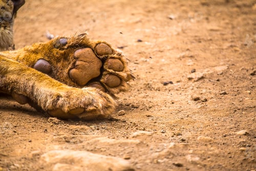 Preview: The traces of a beautiful lion in the orphanage of Nairobi. Kenya