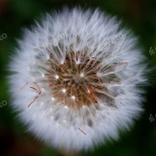 Preview: Dandelion2