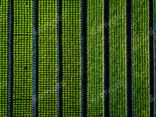 Preview: Aerial view of farmland and rows of crops.