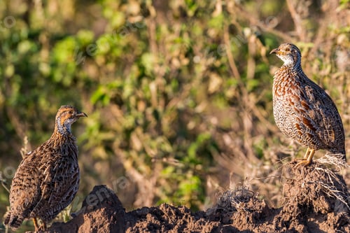 Preview: Bird Wild Animals Flight Kenya East Africa Wildlife Prey Hunter
