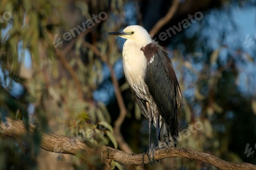 Preview: White-necked heron perched on a branch of a lush tree.