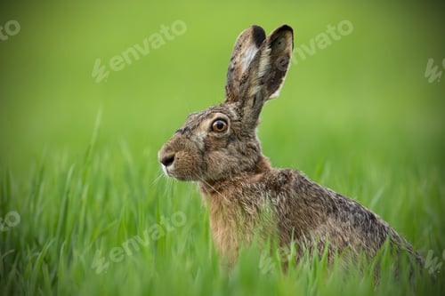 Preview: Portrait of brown hare with clear blurred green background