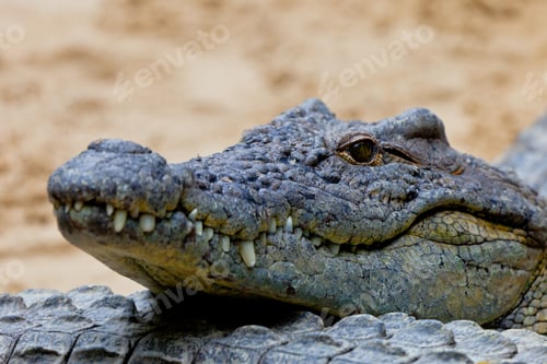 Preview: A nile crocodile, Crocodylus niloticus