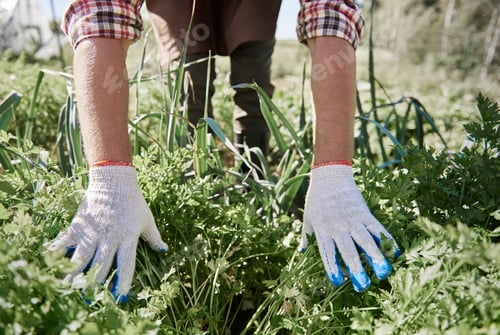 Preview: Let the plants and grass growth
