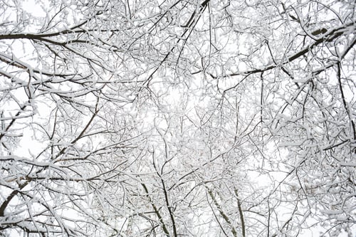 Preview: tree branches covered with snow in forest in winter for christmas outdoor. natural background