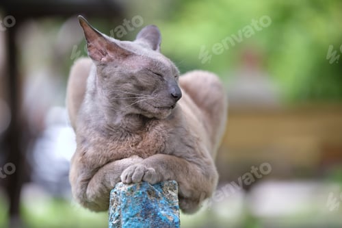 Preview: Big gray angry looking Sphinx breed stray cat resting on street outdoors in summer
