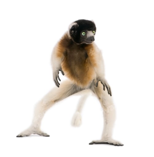 Preview: Young Crowned Sifaka, Propithecus Coronatus, 1 year old, dancing, studio shot