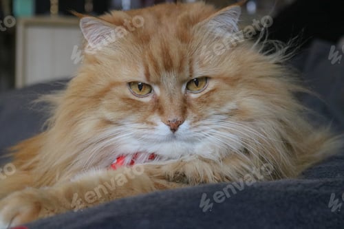 Preview: Ginger cat