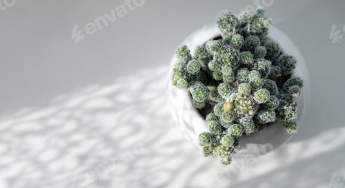 Preview: Cactus arrangement in white pot casting shadows on light surface during bright daylight