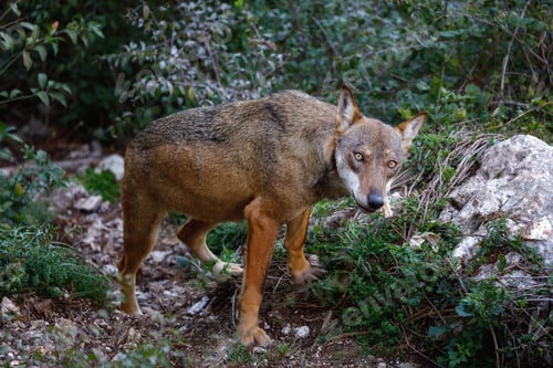 Preview: Wolf portrait in the foreground