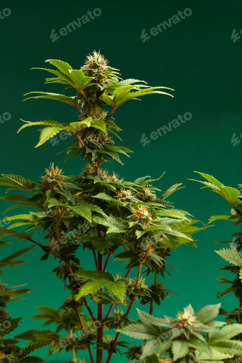 Preview: Cannabis bush close up. Tetrahydrocannabinol macro. Medical marijuana footage for design and