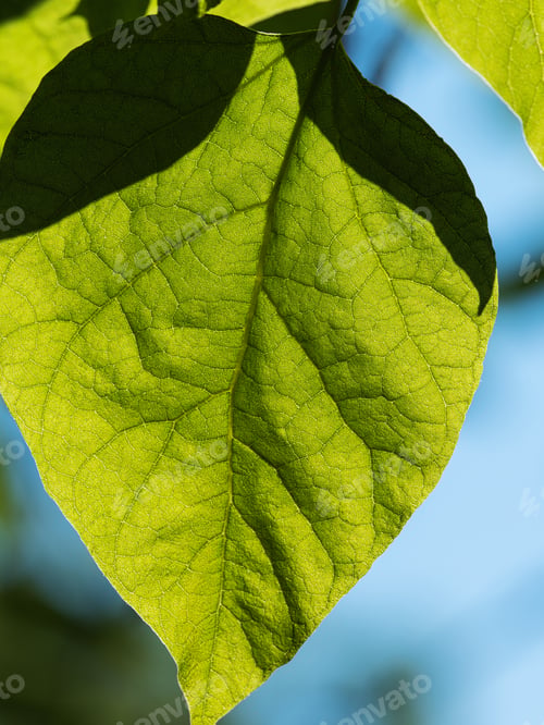 Preview: Green leaf in macro outdoors