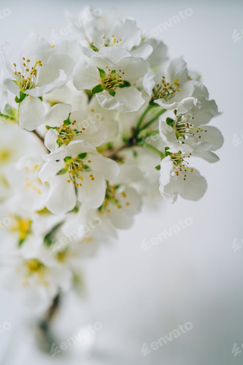 Preview: Apple tree branch in bloom.