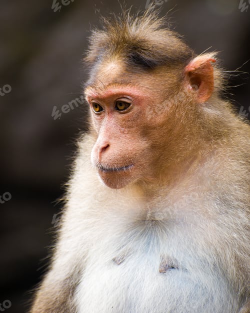 Preview: Close-up shot of Rhesus macaque monkey portrait