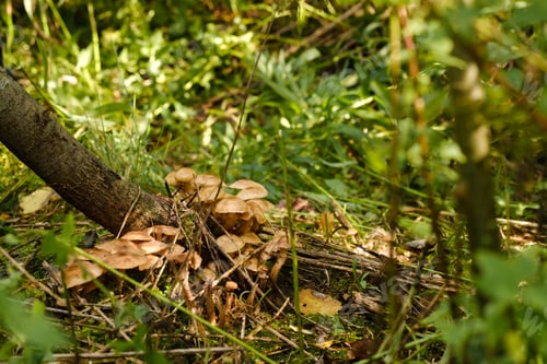 Preview: Forest edible mushrooms, honey mushrooms, grow in the forest on an old tree