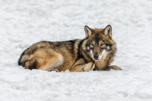 Preview: Gray wolf in the winter forest. Wolf in the nature habitat