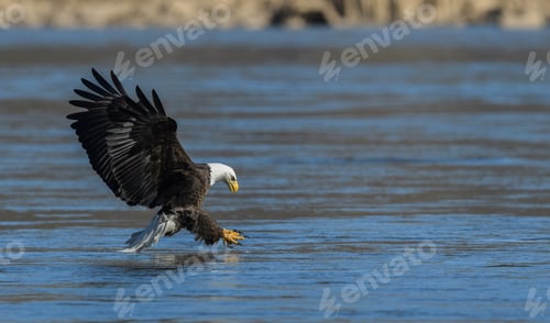 Preview: A Bald Eagle Fishing