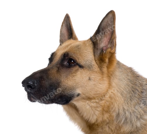Preview: Close-up of German Shepherd, 9 years old, in front of white background
