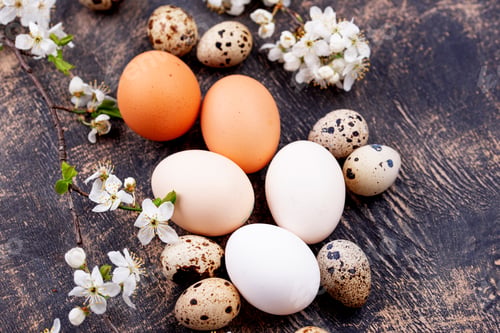 Preview: Chicken eggs gradient from light to dark