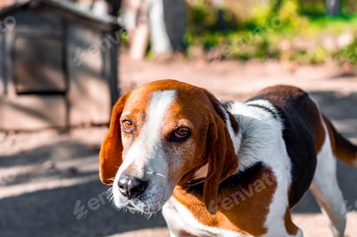 Preview: Estonian Hound dog outdoor portrait at cloudy day. Front view.