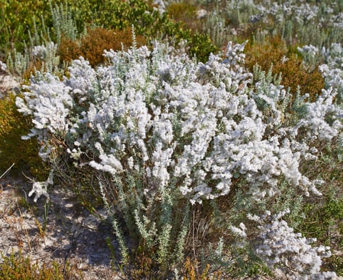 Preview: Fynbos of Western Cape