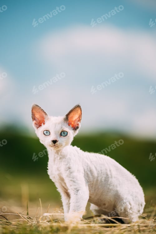 Preview: Sweet Devon Rex Cat Funny Curious Young White Devon Rex Kitten In Grass. Short-haired Cat Of English