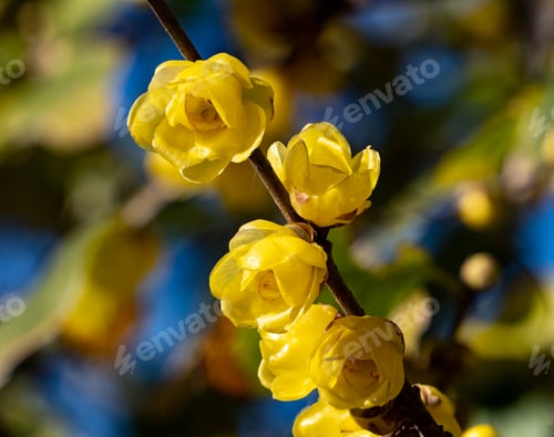 Preview: Close-up shot of some wintersweet flowers growing on a branch.