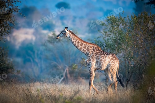 Preview: A giraffe, Giraffa camelopardalis giraffa, walks through a clearing