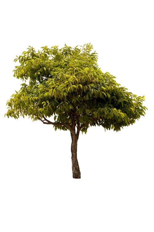 Preview: A big tree isolated on white background