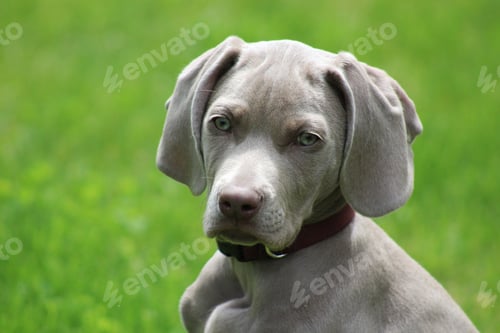 Preview: Weimaraner puppy outdoors