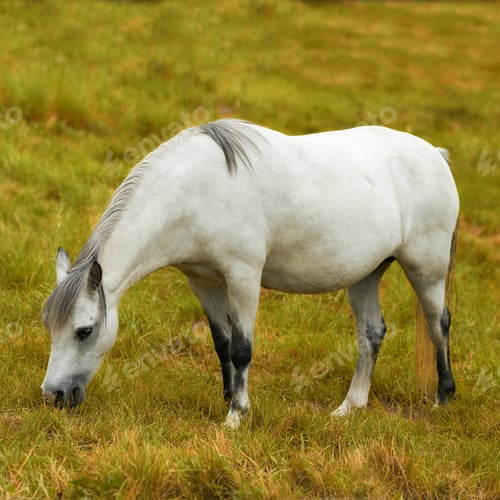 Preview: Equine beauty in the green pasture