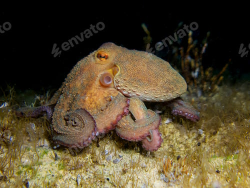 Preview: Looking good underwater