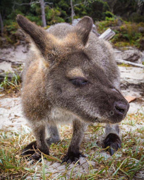 Preview: Bennett Wallaby