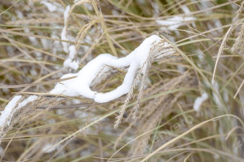 Preview: Miscanthus under the snow in winter. Garden plant