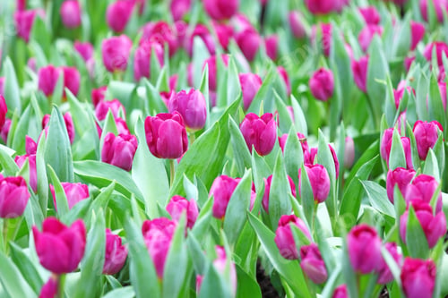 Preview: purple tulips flower