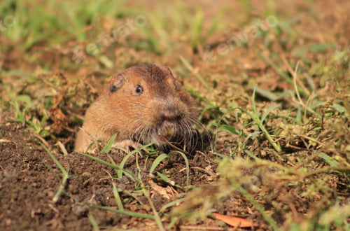 Preview: Closeup shot of an adorable tuco-tuco in a burrow