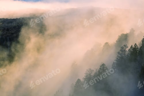 Preview: Fog in the forest