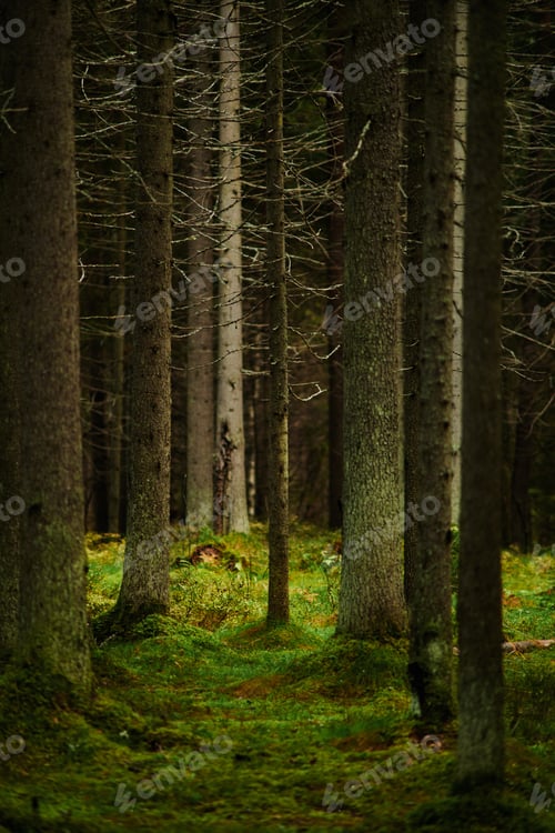 Preview: Sunlight streaming through a pine forest