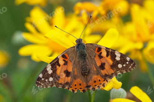 Preview: Natural life; butterfly in nature. Fauna / flora concept.
